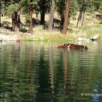 Atlanta Hot Springs - Frog Pond