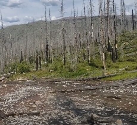 Vulcan Hot Springs: A landscape featuring a dry riverbed with scattered rocks and fallen logs. The background shows a forest with many dead, standing trees and a mountainous terrain under a partly cloudy sky.