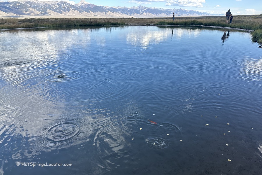 Barney Hot Springs in Idaho: The picture "Barney Hot Springs in Idaho pond with fish and ripples" features a close-up view of the hot spring pond with gentle ripples on the water’s surface, a visible orange fish, people standing on the far edge, and snow-capped mountains in the background.